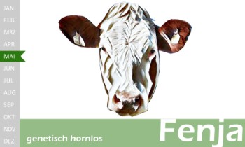 tr�chtige Fleckvieh Kalbin zu verkaufen, beweidet und ruhig